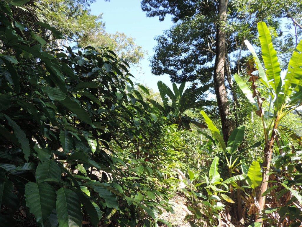 Clemilda e Anísio, agricultores da AFOJO/Guapimirim cultivam Café sombreado com árvores nativas da Mata Atlântica